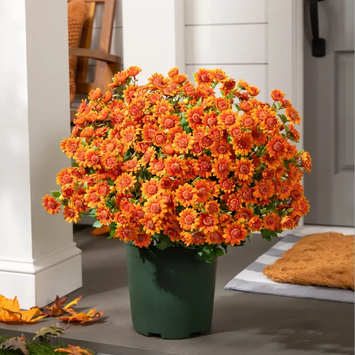 Bundle of Orange