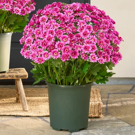 Bundle of Pink